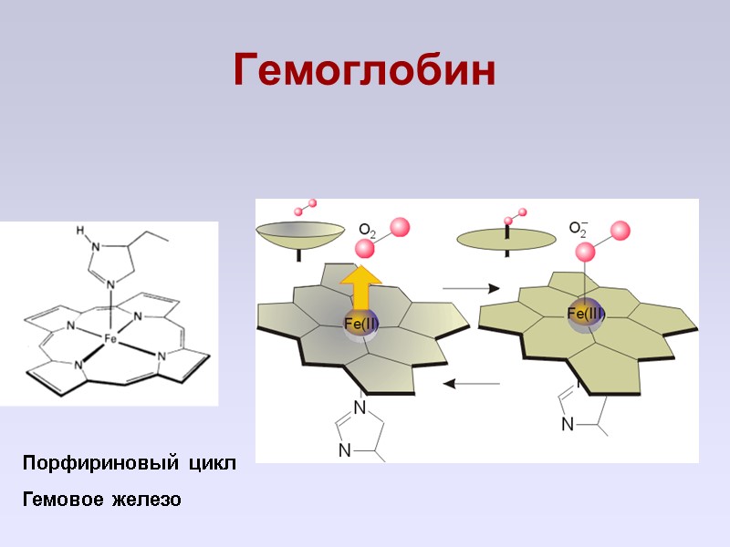 Гемоглобин Порфириновый цикл Гемовое железо